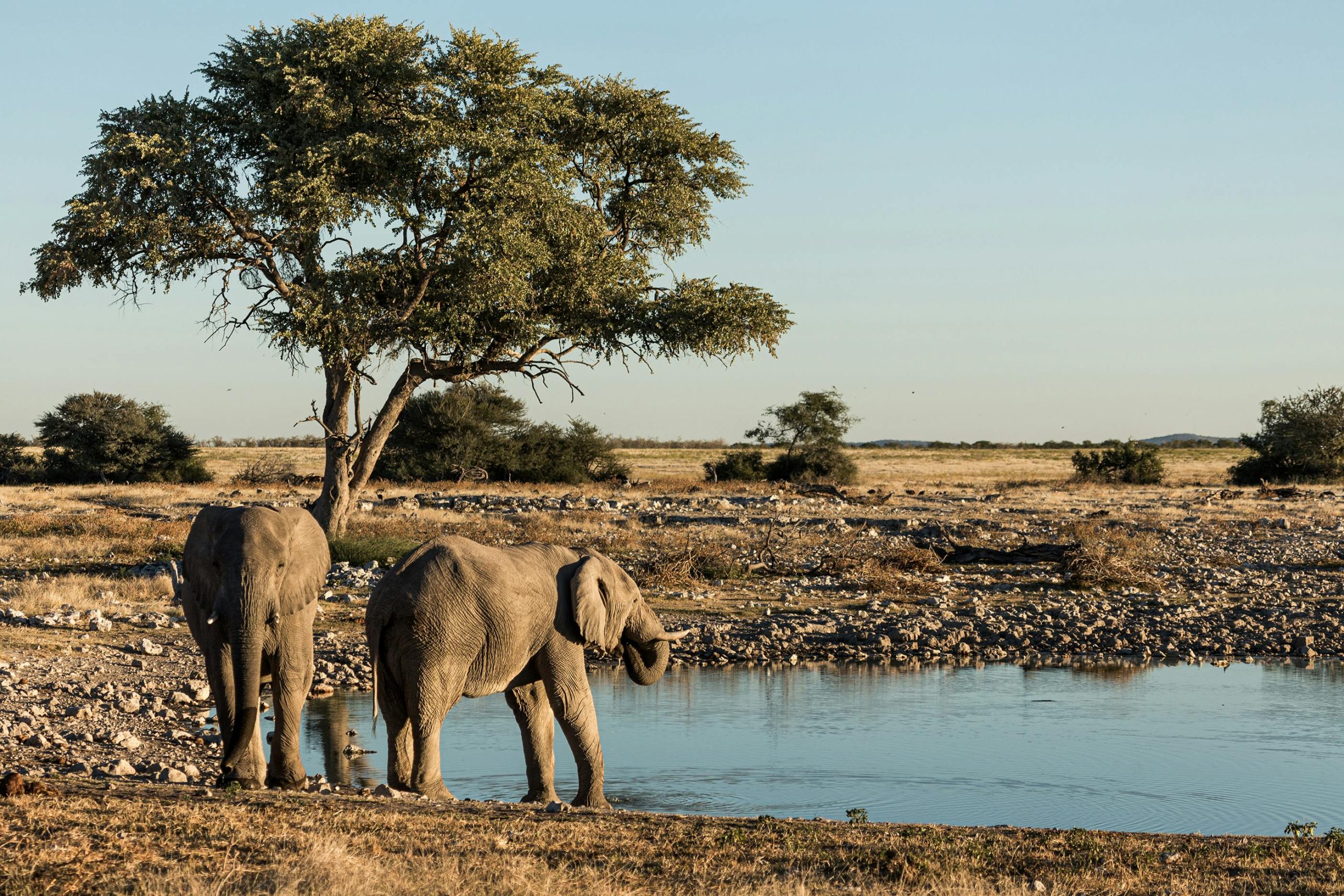 African elephants at a waterhole in Namibia, Africa