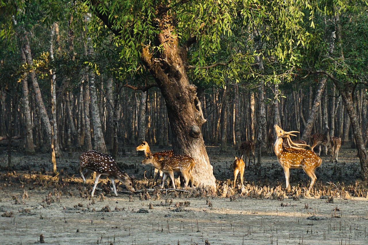 deer, sundarban, life