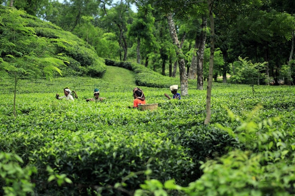 bangladesh, tea, garden