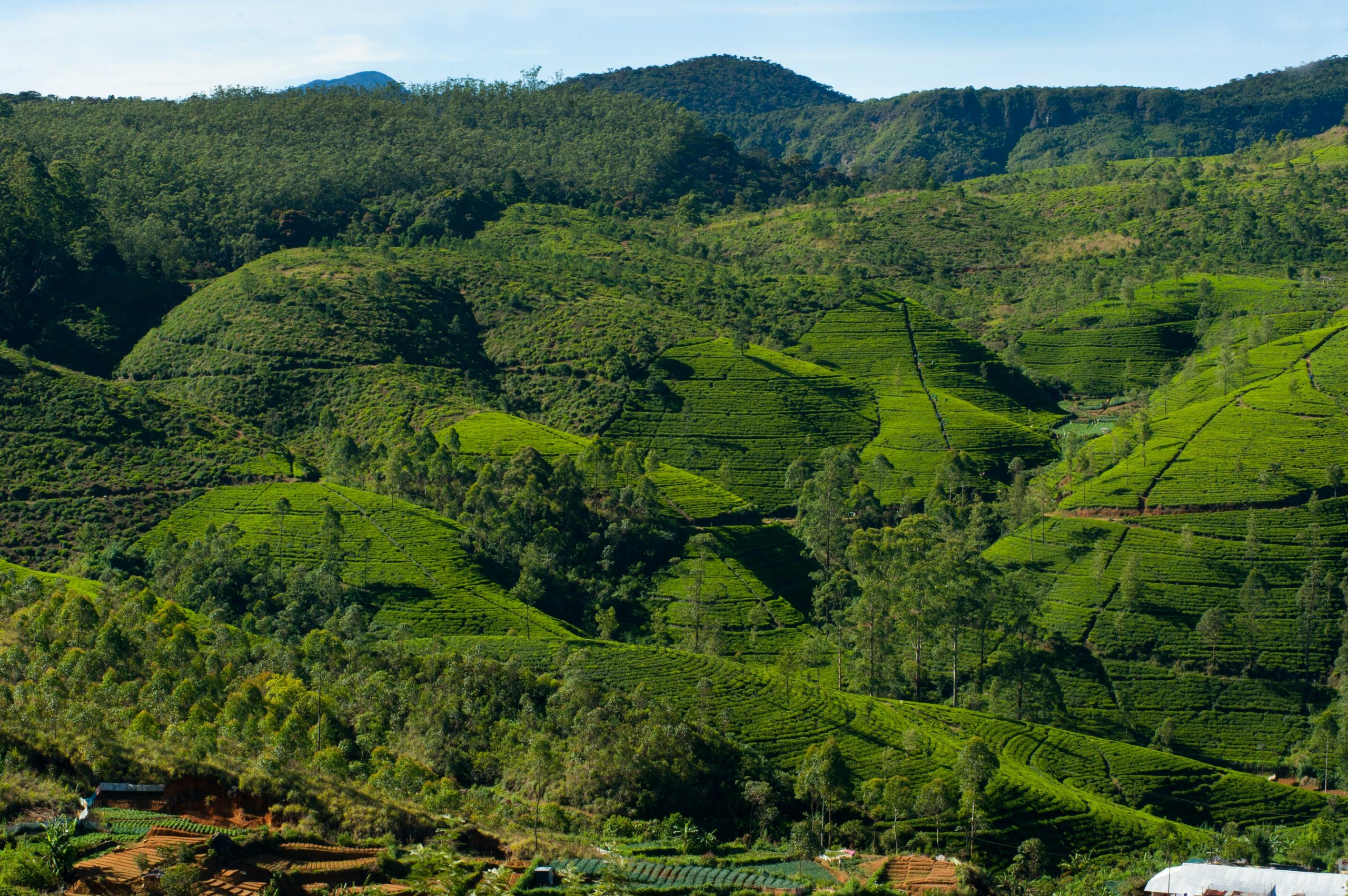 Discover Nuwara Eliya's vibrant tea plantation landscape under the bright daylight.